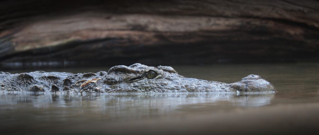 Krokodille - set på Safari til Sydafrika