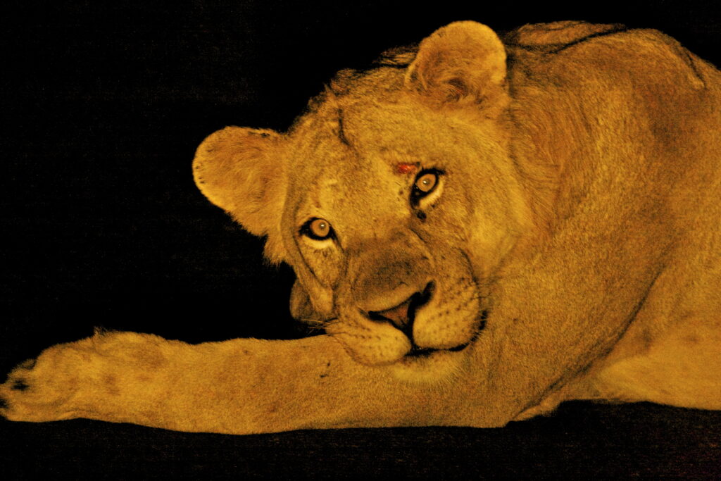 Løven hører med til en Safari i Sydafrika