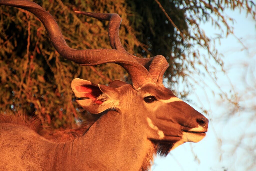 Kudu - Safari i Sydafrika