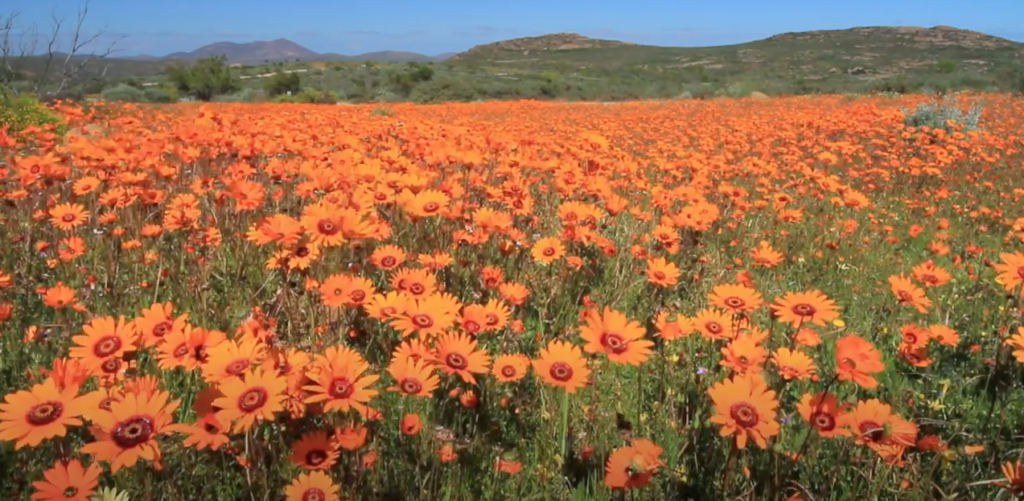 På vores rejse til Cape Town ser vi på blomstrende marker så langt øjet rækker