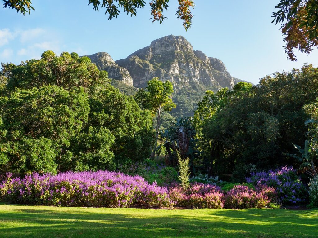 Kirstenbosch - Botanisk have I Cape Town